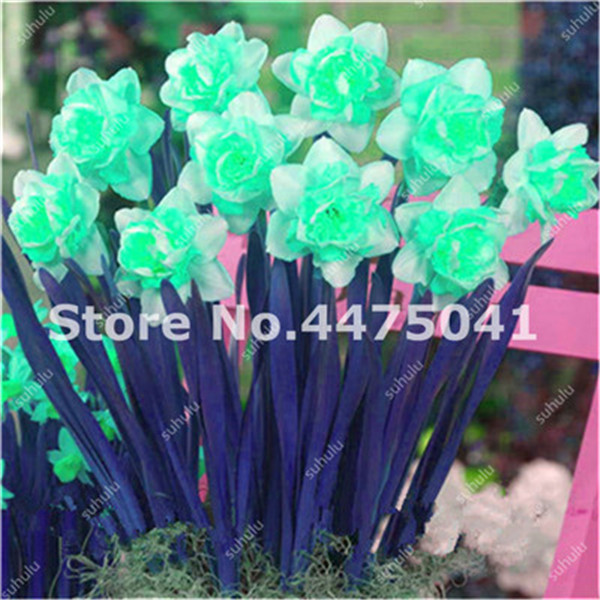 Daffodil Narcissus Aquatic Double Petals Seeds 100pcs Pack For Landscape Decoration Indooroutdoor Floral Design - 2