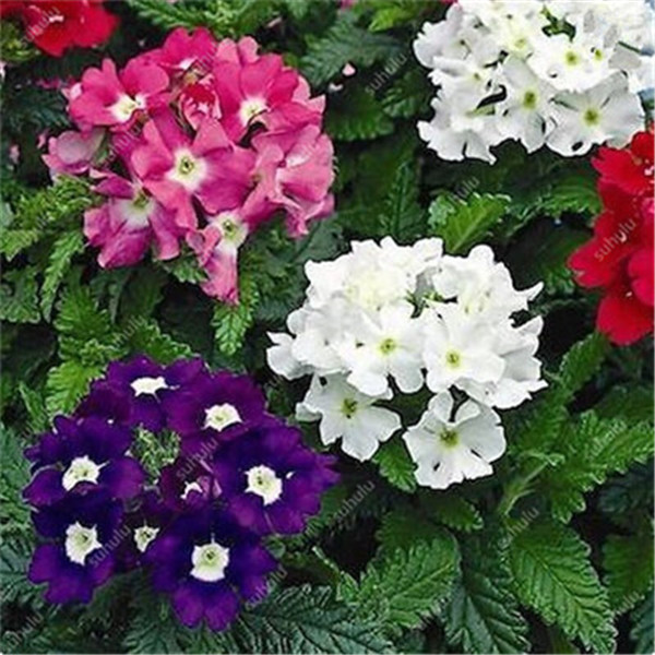 100 Pcs Multicolored Verbena Perennial Hybrida Hydrangea Seeds For Balcony Decoration And Landscaping - 3