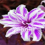 Hot 100 Pcs Special Hybrid Daylily Flowers Bonsai Hemerocallis Day Lily Indoor Jardin Potted Bloom Home Garden Plant Flower Seeds - 2