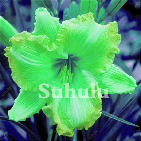 100 Hybrid Daylily Seed Pack Hemerocallis Day Lily Indoor Blooming Seeds Decorative Flowering Species - 5