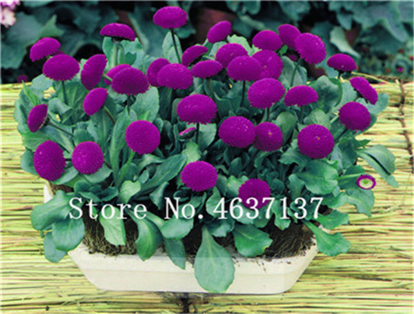 50piece Mixed Colors Daisy Large Chrysanthemum Flower Seeds Extended Blossoming Period Ideal For Indoor And Outdoor Decorations - 6