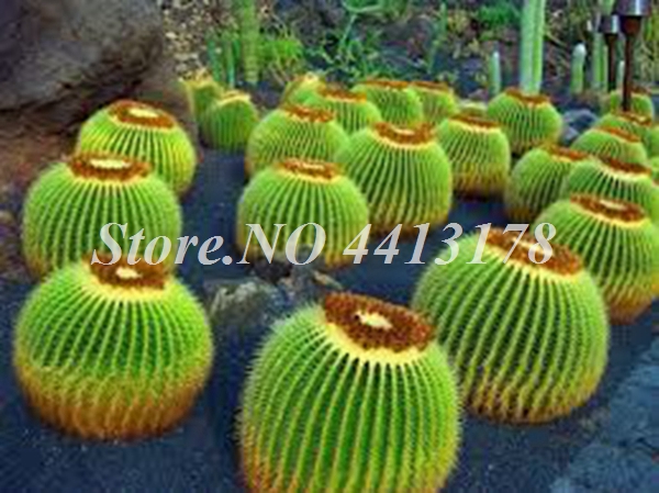 100 Pcs Mini Cactus Succulents Indoor Blooming Perennial Pot Planter Ornamental Decor Seeds - 8