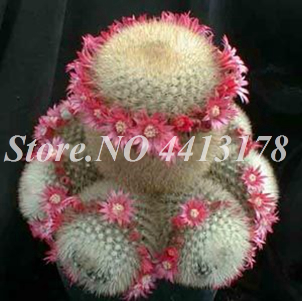 100 Pcs Mini Cactus Succulents Indoor Blooming Perennial Pot Planter Ornamental Decor Seeds - 7