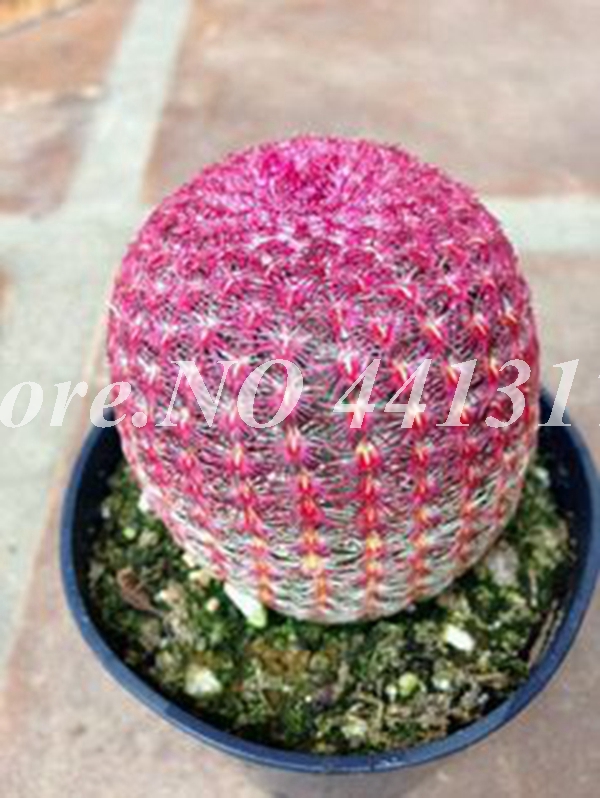 100 Pcs Mini Cactus Succulents Indoor Blooming Perennial Pot Planter Ornamental Decor Seeds - 6