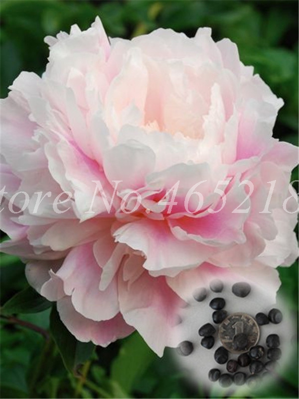 10 Pcs Peony Flower Seeds Paeonia Suffruticosa Tree Chinese Indoor Air Purifier - 3