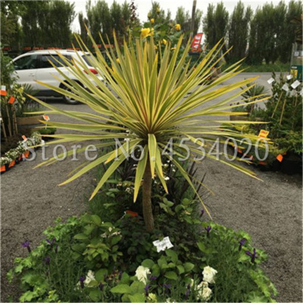 500 Pcs Exotic Lemon Grass Seeds Chinese Heirloom Herb Lemongrass Diy Tea Decorative Indooroutdoor Greenery - 4