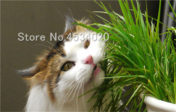 500piece Set Of Cat Grass Lemongrass Herbs Decorative Flower Foliage Landscaping Seeds - 4