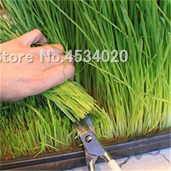 500piece Set Of Cat Grass Lemongrass Herbs Decorative Flower Foliage Landscaping Seeds - 1