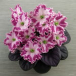 Big 300 Pcs Variety Of Colors Violet Bonsai Garden Plants Flowers Perennial Herb Matthiola Incana Plant Flor Seeds - 6