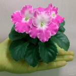 Big 300 Pcs Variety Of Colors Violet Bonsai Garden Plants Flowers Perennial Herb Matthiola Incana Plant Flor Seeds - 5