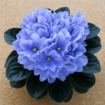 Big 300 Pcs Variety Of Colors Violet Bonsai Garden Plants Flowers Perennial Herb Matthiola Incana Plant Flor Seeds - 4