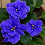 Big 300 Pcs Variety Of Colors Violet Bonsai Garden Plants Flowers Perennial Herb Matthiola Incana Plant Flor Seeds - 3