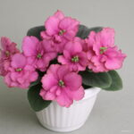 Big 300 Pcs Variety Of Colors Violet Bonsai Garden Plants Flowers Perennial Herb Matthiola Incana Plant Flor Seeds - 2