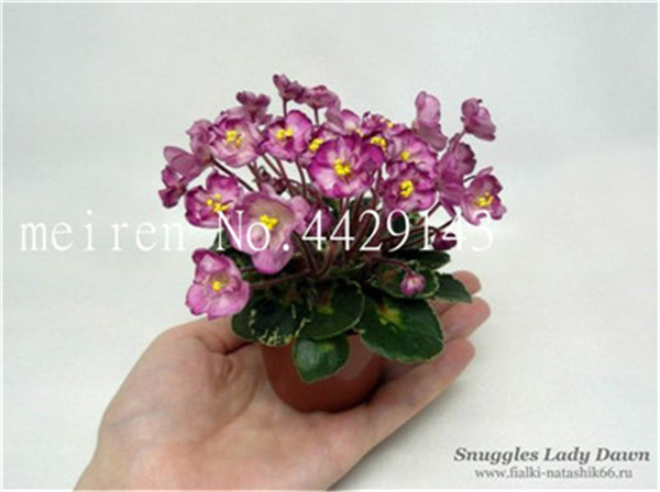 Large 300 Piece Colorful Violet Perennial Herb Matthiola Incana Flor Seeds Collection - 4