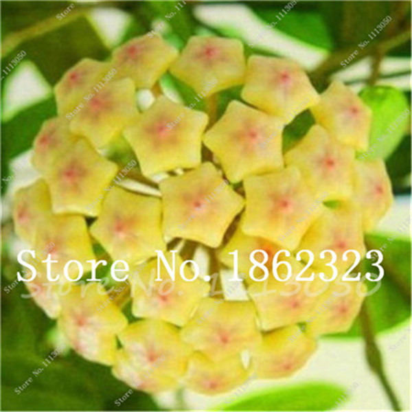 Durable 300 Pcs Hoya Orchid Flower Seeds Carnosa Pot Indooroutdoor Landscape Decoration Perennial Blooming - 5