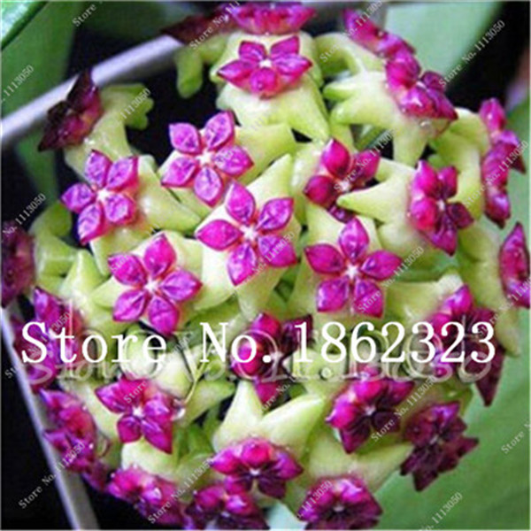 Durable 300 Pcs Hoya Orchid Flower Seeds Carnosa Pot Indooroutdoor Landscape Decoration Perennial Blooming - 2