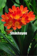 Hot 100 Pcs Clivia Miniata Plant Gorgeous Bonsai Bush Lily Flower Diy Home Garden High Ornamental Plants Seeds - 6