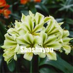 Hot 100 Pcs Clivia Miniata Plant Gorgeous Bonsai Bush Lily Flower Diy Home Garden High Ornamental Plants Seeds - 4