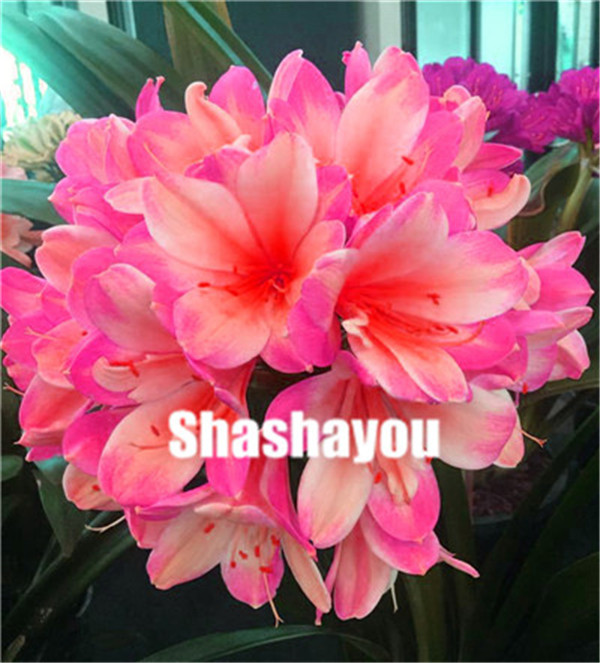 100 Pcs Clivia Miniata Bush Lily Flower Seeds High Ornamental Value For Indooroutdoor Decoration - 7