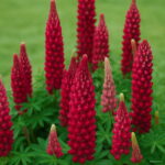 200 Pcs Exotic Lupine Bonsai Plants Annual Succulent Groundcover Flower Potted Home Garden Indoor Flowers Seeds - 6 200 Pcs Exotic Lupine Bonsai Plants Annual Succulent Groundcover Flower Potted Home Garden Indoor Flowers Seeds - 6