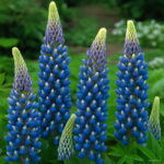 200 Pcs Exotic Lupine Bonsai Plants Annual Succulent Groundcover Flower Potted Home Garden Indoor Flowers Seeds - 5 200 Pcs Exotic Lupine Bonsai Plants Annual Succulent Groundcover Flower Potted Home Garden Indoor Flowers Seeds - 5
