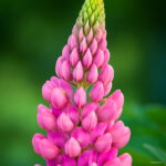 200 Pcs Exotic Lupine Bonsai Plants Annual Succulent Groundcover Flower Potted Home Garden Indoor Flowers Seeds - 4 200 Pcs Exotic Lupine Bonsai Plants Annual Succulent Groundcover Flower Potted Home Garden Indoor Flowers Seeds - 4