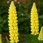 200 Pcs Exotic Lupine Bonsai Plants Annual Succulent Groundcover Flower Potted Home Garden Indoor Flowers Seeds - 3 200 Pcs Exotic Lupine Bonsai Plants Annual Succulent Groundcover Flower Potted Home Garden Indoor Flowers Seeds - 3