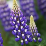 200 Pcs Exotic Lupine Bonsai Plants Annual Succulent Groundcover Flower Potted Home Garden Indoor Flowers Seeds - 2 200 Pcs Exotic Lupine Bonsai Plants Annual Succulent Groundcover Flower Potted Home Garden Indoor Flowers Seeds - 2