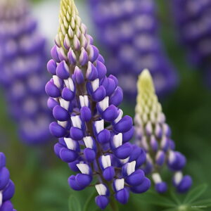 200 Pcs Exotic Lupine Bonsai Plants Annual Succulent Groundcover Flower Potted Home Garden Indoor Flowers Seeds - 2