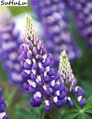 200 Pcs Exotic Lupine Bonsai Plants Annual Succulent Groundcover Flower Potted Home Garden Indoor Flowers Seeds - 2