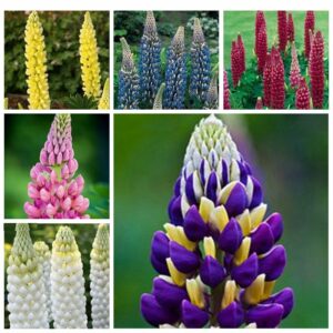 200 Pcs Exotic Lupine Bonsai Plants Annual Succulent Groundcover Flower Potted Home Garden Indoor Flowers Seeds