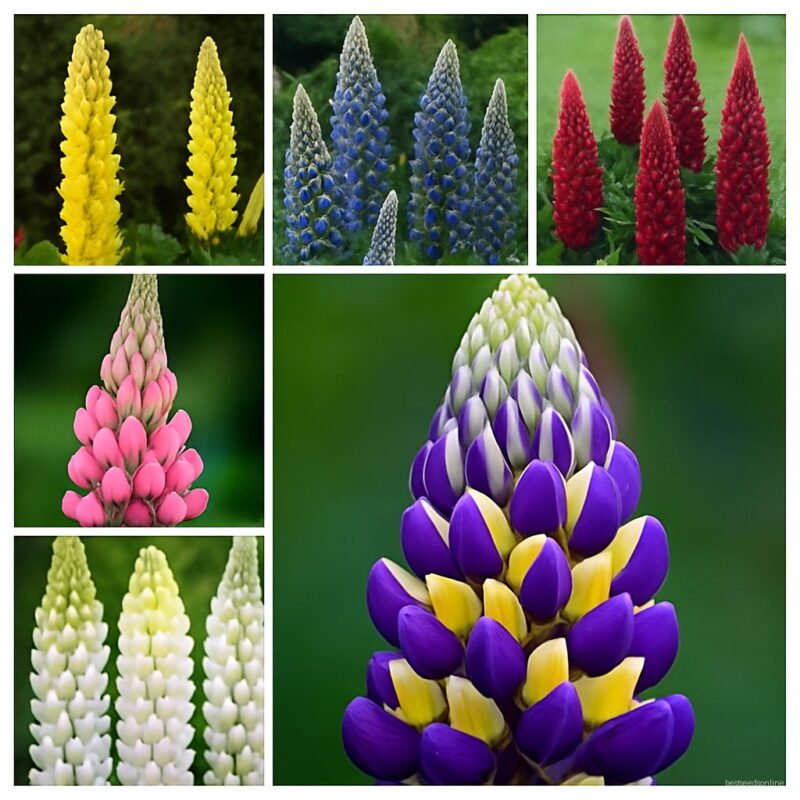 200 Pcs Exotic Lupine Bonsai Plants Annual Succulent Groundcover Flower Potted Home Garden Indoor Flowers Seeds