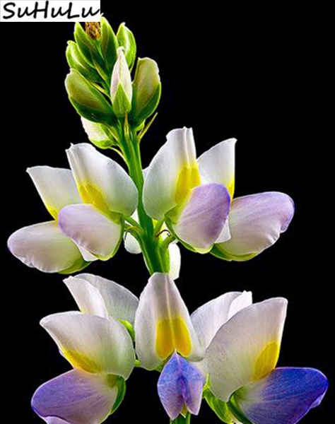 200 Pcs Exotic Lupine Seeds Succulent Groundcover Bloom Indoor Botanical Decor Annual Flowering Seeds - 7