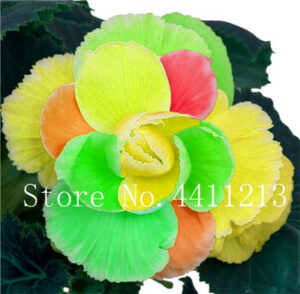 Sales 100 Pcs 24 Colors Begonia Bonsai Flowers Potted Garden Courtyard Balcony Flower Home Seeds - 2