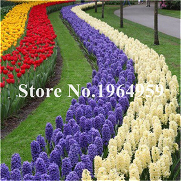 200 Pieces Hyacinth Vibrant Flower Seeds Not Bulbs Suitable For Aquariums And Landscaping - 4