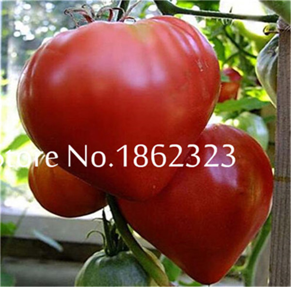 Juicy Orange Tomato Red Tomato Seeds For All Seasons Balcony Grown Fruit And Veg 200 Pieces - 7