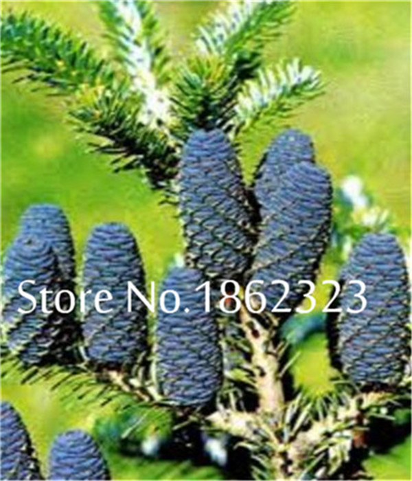 100piece Set Of Korean Fir Tree Abies Koreana Evergreen Seeds For Diy Landscaping Projects - 2