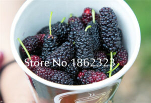 200 Pcs Heirloom Blackberry Fruit Sweet Black Berry Giant Blackberries Triple Crown Mulberry Bonsai Seeds - 2