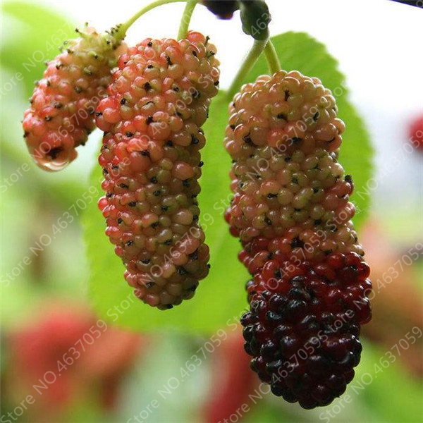 100 Pcs Super Sweet Nongmo Mulberry Berry Tree Seeds Exotic Fruit Large Size Ideal For Outdoor Decor - 6