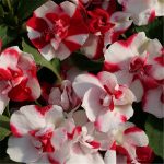 100 Pcs Mixed Color Impatiens Balsamina Double Balsam Bonsai Perennial Flower Potted Plant Home Garden Seeds - 3