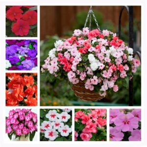 100 Pcs Mixed Color Impatiens Balsamina Double Balsam Bonsai Perennial Flower Potted Plant Home Garden Seeds