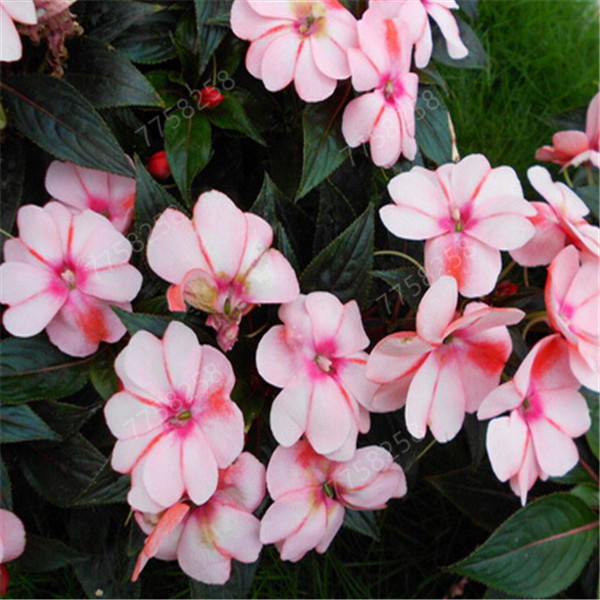 100piece Mixed Color Impatiens Balsamina Seeds Beautiful Perennial Flower For Indoor And Outdoor Spaces - 9