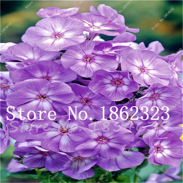 200pcs Outdoor Perennial Phlox Flowering Seeds 100 Natural Ecofriendly Easy To Grow - 1