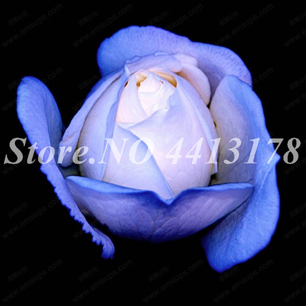 1000 Pcs Exotic Holland Blue Rose Rosa Flores Seed Kit Perfect For Outdoor Landscaping Indoor Decoration - 4