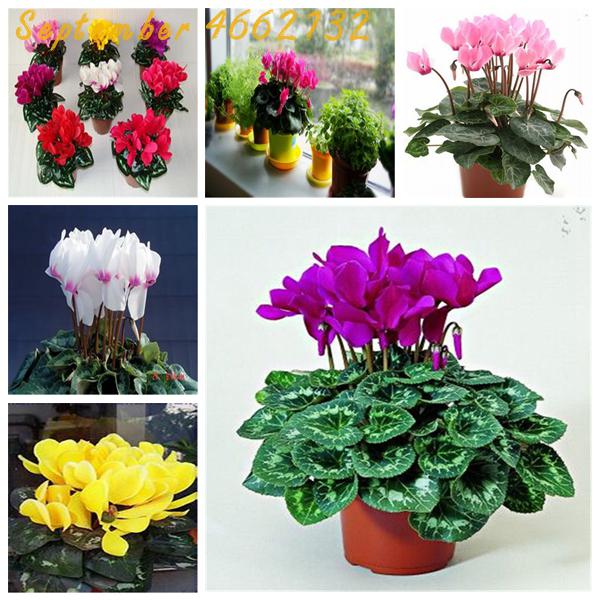 100pcs Multicolor Dahlia Flower Seeds 20 Vibrant Colors Perfect For Outdoor Balcony Landscaping - 21