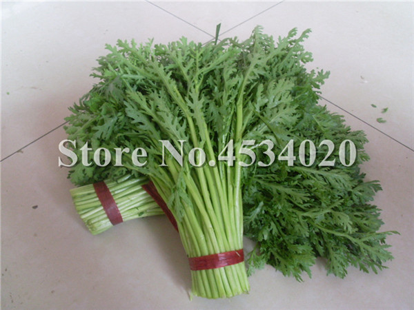 200 Pcs Organic Artemisia Mugwort Seeds Annual Green Vegetable Ideal For Indoor And Outdoor Cultivation - 5