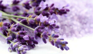 100 Pcs French Lavender Purple Blooming Flower Fragrant Natural Growth Home Garden Plant Seeds - 2