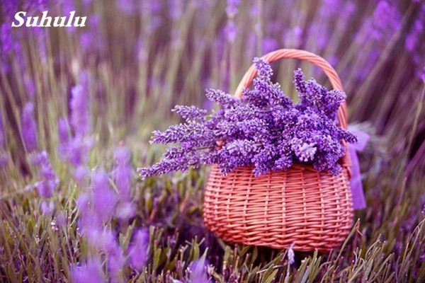 100 Pcs French Lavender Seeds Purple Blooming Flowers Fragrant Ideal For Outdoor Landscaping And Indoor Decoration - 5