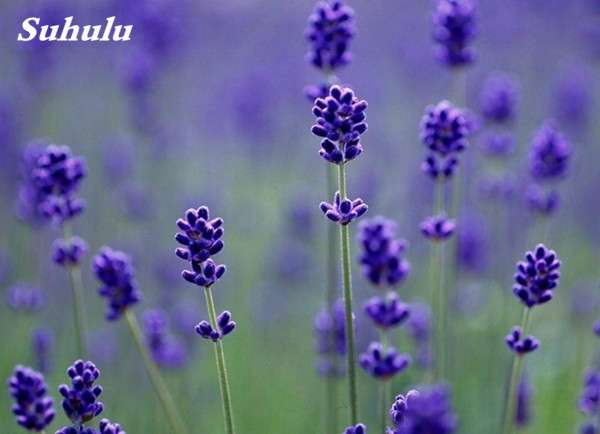 100 Pcs French Lavender Seeds Purple Blooming Flowers Fragrant Ideal For Outdoor Landscaping And Indoor Decoration - 4