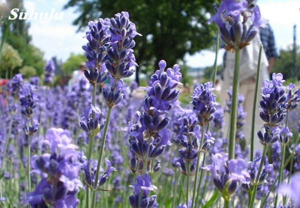 100 Pcs French Lavender Seeds Purple Blooming Flowers Fragrant Ideal For Outdoor Landscaping And Indoor Decoration - 2